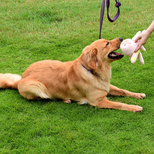 Juguetes interactivos para perros, venta al por mayor, venta al por mayor, precio barato - Product Image 5