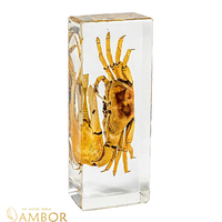 Collection de spécimens de crabes en résine - Crabes réels emprisonnés dans l'ambre, jouet éducatif scientifique, ornement de bureau et présentoir biologique