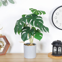 Plantes à tête de flèche lot de 1, plantes naturelles pour amoureux des plantes, Rare, plante, synyounum, podolllin, albo-variegum