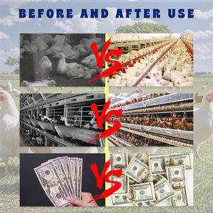 Stimulant de croissance pour volailles, booster de ponte pour poulets, complexe de vitamines <span class=keywords><strong>AD3E</strong></span> pour volailles - Product Image 2