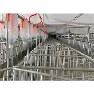 Caisses de gestation porcine personnalisées en vente chaude Cage de maternité pour truies porcines avec mangeoire Équipement de ferme porcine galvanisé - Product Image 3