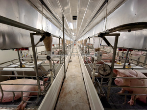 <span class=keywords><strong>Casa</strong></span> Moderna para Cría de Cerdos, Cobertizo Automático para Cerdos, Sistema de Alimentación de Cerdos Prefabricado, Kits de Construcción de Establos para Cerdos, Estructura de Acero para Talleres - Product Image 3