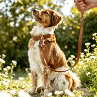 Ensemble Collier et Laisse Pratique pour Animaux de Compagnie Cortex – Accessoire Loisir Anti-Rayures Estampé à Chaud pour Chats et Chiens de Petite et Moyenne Taille – Idéal pour la Promenade Quotidienne
