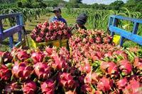 Eersteklas Premium Kwaliteit Verse Dragon Fruit Ninh Thuan Vietnam Exportklaar SUNRISE INS 60 Dagen Houdbaarheid WhatsApp Contact