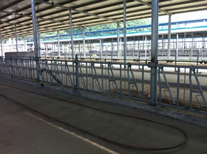 Nouvel équipement d'alimentation de vache du fabricant de <span class=keywords><strong>serrure</strong></span> de cou de verrouillage de tête de vache galvanisé pour le bétail et la ferme laitière - Product Image 6