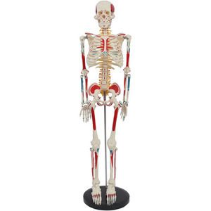DARHMMY <span class=keywords><strong>Squelette</strong></span> <span class=keywords><strong>Humain</strong></span> Complet de 85 cm pour Études Médicales - Comprend des Points d'Insertion Musculaire, des Disques <span class=keywords><strong>et</strong></span> des Structures Nerveuses - Product Image 1