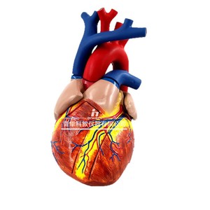 Modelos auténticos de anatomía del corazón humano a escala 1:1 y 5:1, modelos de corazón con ultrasonido B y Doppler color, desmontables. - Product Image 3