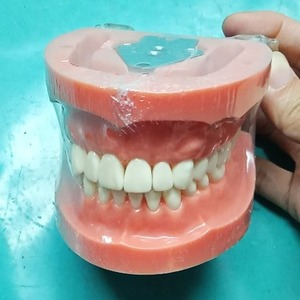 Modelo de Preparación Dental Desmontable Heidefee, 32 Dientes con Piezas Reemplazables, Modelo de Práctica para Entrenamiento Dental - Product Image 1