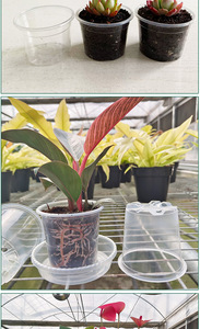 Bac respirant en plastique rigide haute transparence <span class=keywords><strong>pour</strong></span> semis d'orchidées Phalaenopsis, succulentes et Dendrobium Officinale, avec contrôle des racines - Product Image 5