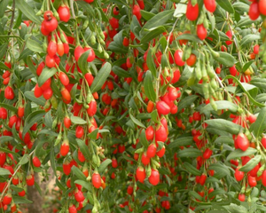 Novo óleo chinês Goji puro natural para cosméticos Lycium Wolfberry Boxthorn Seed Oil - Product Image 6