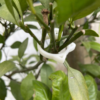 DD1714 Chat Design En Plastique Jardin Plantes Tiges Support Clips Fixation Greffage Pinces Tomate Vigne Tiges Clip