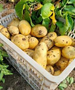 Органический 100% чистый натуральный свежий картофель высокого качества оптом от экспортера - Product Image 5