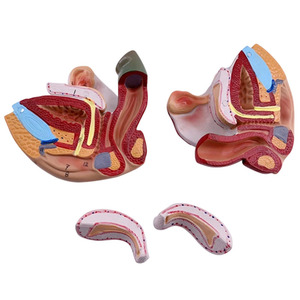 Modèle d'<span class=keywords><strong>organe</strong></span> masculin externe <span class=keywords><strong>humain</strong></span>, anatomie médicale, YuanHang YH-D031d, 5 parties détachables - Product Image 3