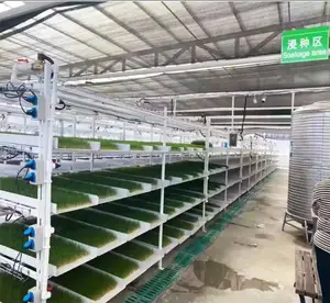 라이네 상업 온실 실내 미세 녹색 수경법 유기 종자 미세 녹색 성장 시스템