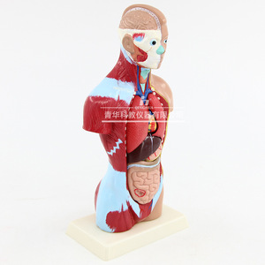 Modèle de structure du corps humain, simulation médicale, anatomie des organes internes, torse 3D détachable et assemblable, pour enfants - Product Image 3