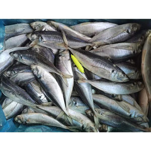Caballa de caballo congelada, caballa de ojo grande redonda entera, caballa de caballo congelada - Product Image 6