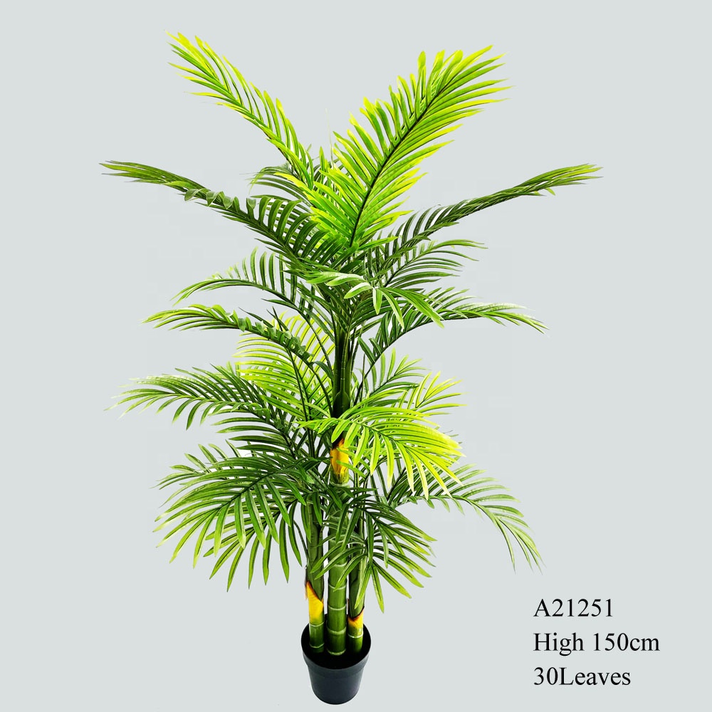 glckskastanie pachira aquatica Pachira aquatica - Glckskastanie :21 H:80 cm - Pflanzen sicher zu dir  nach Hause