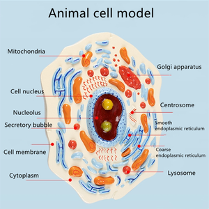 Modèles de cellules animales et végétales Structures microscopiques Biologie Enseignement à l'école SIDA Apprentissage par les élèves Modèles de démonstration - Product Image 4