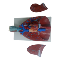 Démonstration de la pratique de la science médicale Taille naturelle Anatomie humaine Système respiratoire viscéral Larynx Larynx Coeur Poumon Modèle