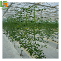 Système hydroponique système de culture de gouttière de tomate système commercial de serre tomates concombre melon