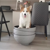 Imitation Pierre Grand Diamètre Plastique Bonsaï Pot Bol Pots Grand Bol Lotus Pot De Fleur