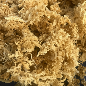 MUSGO DE MAR CRUDO SIN SAL/SALADA DE VIETNAM-ALGAS SECAS PREMIUM PARA SUPERALIMENTOS, CUIDADO DE LA PIEL Y ESTILO DE VIDA SALUDABLE - Product Image 1