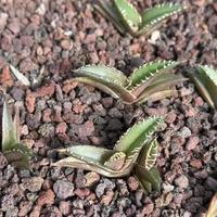 Penjualan Grosir Bunga Kering Rumput Pampas Dekorasi Rumah untuk Natal dan Hari Valentine.