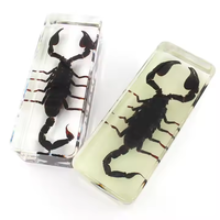 Oferta Especial: Modelo de Escorpión Artificial Transparente en Resina, Taxidermia, Rectangular, Impermeable, Educativo, Personalizable