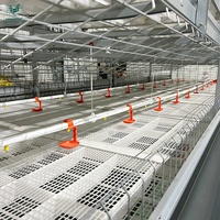 Système de cage à poulets à griller de type H à plusieurs niveaux avec alimentation et arrosage automatiques.