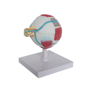 Modelo de Enseñanza de <span class=keywords><strong>PET</strong></span> de Suministros Médicos Avanzados y Modelo de Anatomía del Ojo Humano con Piezas SMD103 para la Escuela de Medicina - Product Image 3