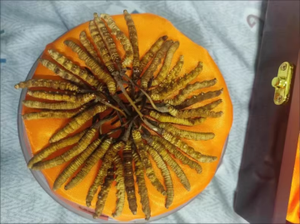 Harga grosir ekspor <span class=keywords><strong>Cordyceps</strong></span> liar curah Sinensis herbal <span class=keywords><strong>Tibet</strong></span> <span class=keywords><strong>cordyceps</strong></span> - Product Image 3