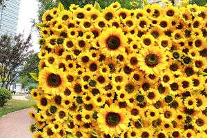 New Design Custom Cloth Base Flower Wall head Floral Flower Wall <strong>Backdrop</strong> Artificial <strong>Sunflower</strong> Flower Wall 8ft X 8ft <strong>Backdrop</strong> - Product Image 2