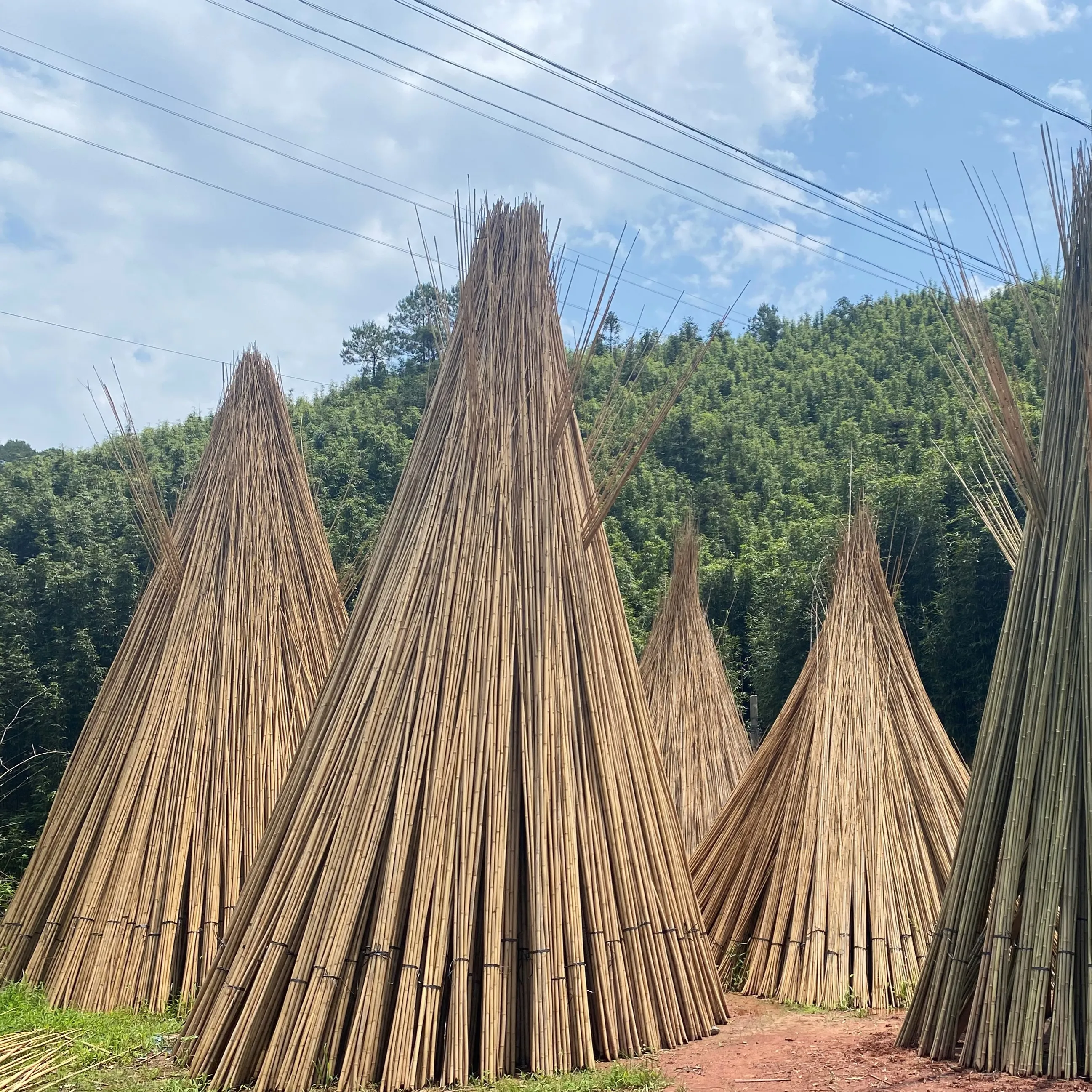 Nif Groothandel Op Maat Van Goede Kwaliteit Mospaal Decoratieve Tonkin Bamboe Riet Voor Plantenondersteuning