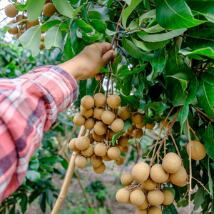 ลำไยแห้งเมกง รสชาติหวานธรรมชาติจากเวียดนาม - Product Image 1