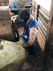 Détecteur de grossesse de truie de chèvre de mouton vétérinaire portable Machine à ultrasons de grossesse de chèvre - Product Image 3