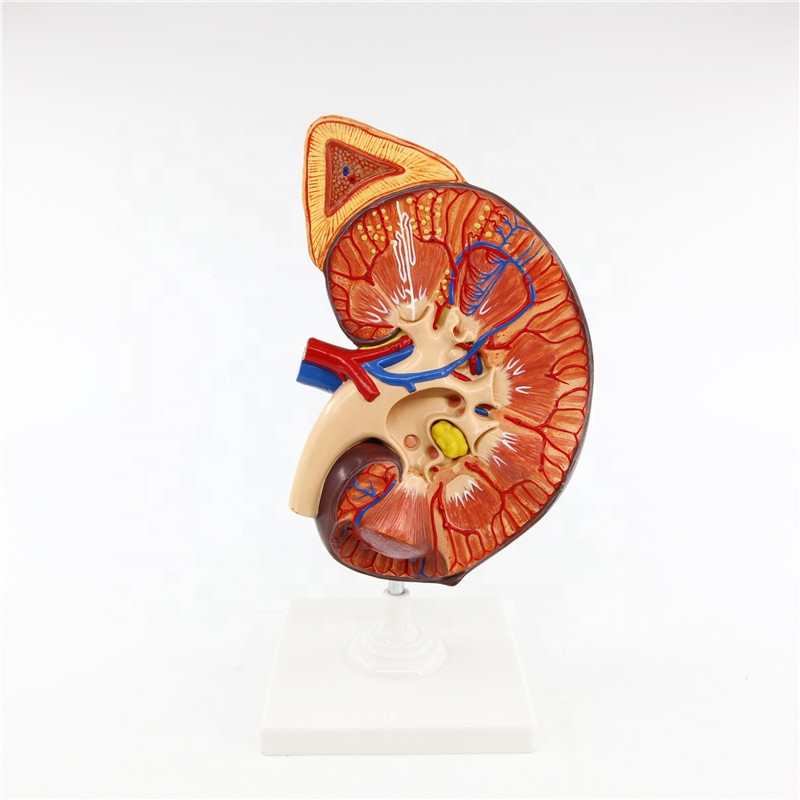 Образование зубной пластинки гистология. Кальций для зубов. Почки зубы. Почки зубы. Зубы и болезни внутренних органов.