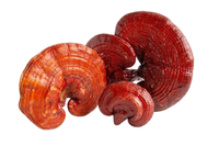 Astrawell, fournisseur en gros d'extrait de champignon Reishi de haute qualité pour les marques de compléments alimentaires