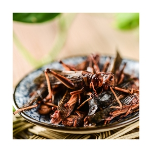 Grasshopper, Insetti Commestibili Best Seller, Mangime per Animali, Grillo Ecologico Fresco - Product Image 2