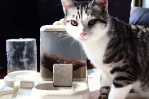 Automatische 2L Haustierfütterungsstation Stilvolle Einfarbige 2-in-1 Bambusschüsseln IPX5 Wasserdichter Trockenfutter- und Wasserspender - Product Image 2