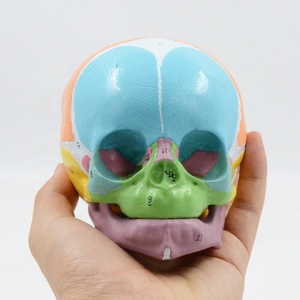 Modelo de Cráneo Infantil de PVC a Color 1:1, Identificación Digital, Huesos Frontales, Fontanelas, Mandíbula, Material Didáctico de Anatomía, Médico - Product Image 2