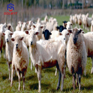 Machine à tondre les moutons, les chevaux et les chèvres de haute qualité, moteur électrique, haute productivité, vente chaude - Product Image 2