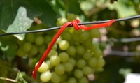 Papillon de la vigne européen Ver de raisin européen (Lobesia Botrana) Distributeur de perturbation de l'accouplement Appât à mites Attractant pour insectes