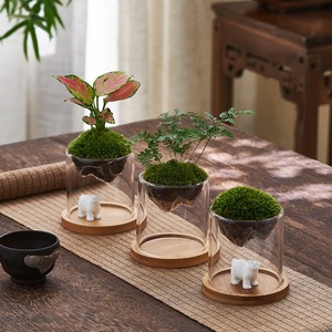 Bouteille écologique micro-paysage en verre transparent à haute teneur en borosilicate tasse de bouteille de mousse de plante hydroponique Kanzan épaissie - Product Image 1