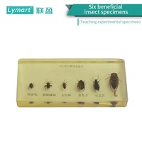 Échantillons de six types de ravageurs : Scarabée à bord saignant, Scarabée rouge, Scarabée de haricot, Cicade, Lycopode, Cicaque, en acrylique transparent multifonctionnel