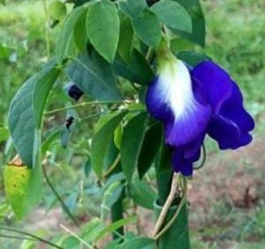 Flores de Ternatea Secas Naturales de 1 kg de Thai Supply, Flores de Ternatea para Té - Product Image 6