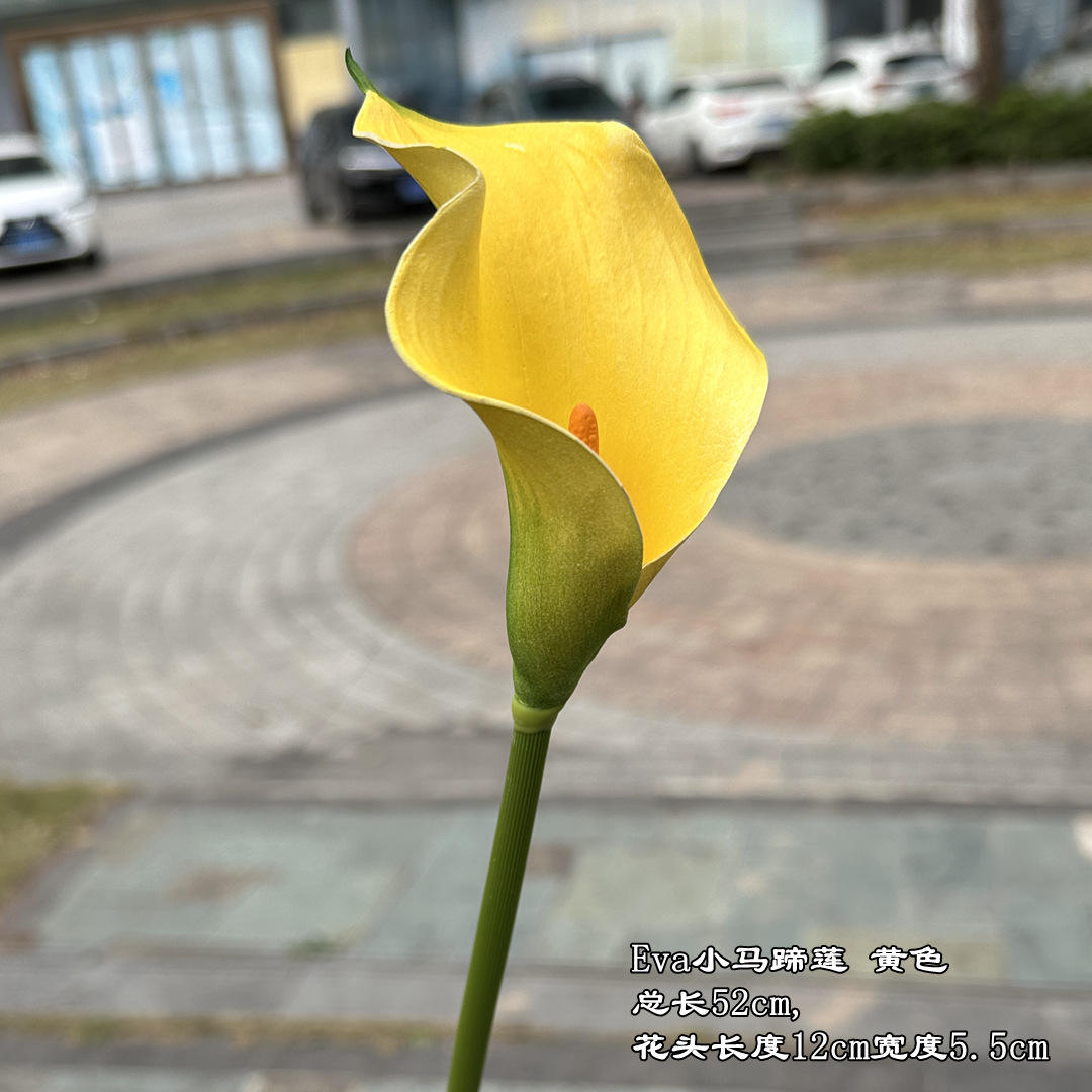 evaSmall common Calla Yellow