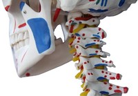 Squelette d'éducation humaine avec Muscles et Ligaments 180cm de haut avec support/modèle biologique modèle squelette taille réelle