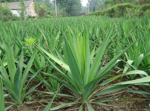 %<span class=keywords><strong>100</strong></span> Doğal Yüksek Kaliteli Toptan Yucca Schidigera Özü Satılık - Product Image 3