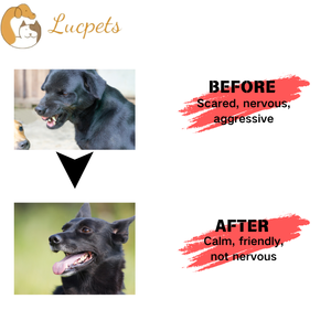 أقراص قابلة للمضغ لتهدئة مزاج الكلاب، مكملات غذائية لدعم المناعة للحيوانات الأليفة، مكملات صحية متميزة للكلاب - Product Image 4