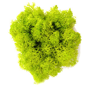 มอสกวางเรนเดียร์แห้งที่มีเสถียรภาพมอสธรรมชาติสีเขียวธรรมชาติที่แท้จริงสำหรับการตกแต่งผนังสำหรับวันอีสเตอร์วันอีสเตอร์ที่สำเร็จการศึกษา - Product Image 2